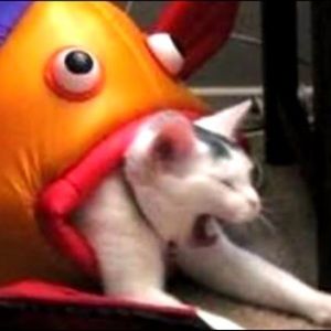 Meet your Posher, Jack